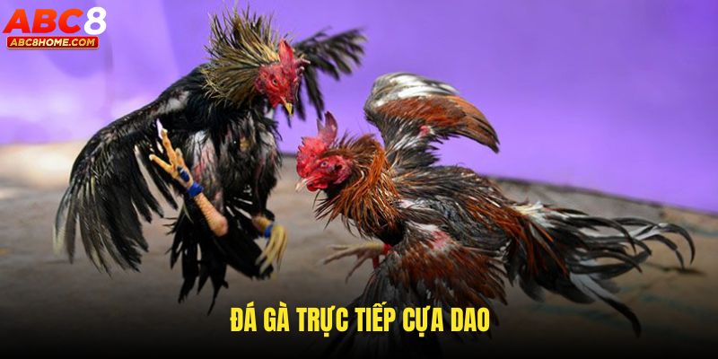 Đá Gà Trực Tiếp Cựa Dao - Review Trận Đấu Kịch Tính ABC8 5 đá gà cựa dao